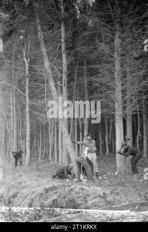 L'Unité de foresterie Honduras britannique en Grande-Bretagne, 1941 hommes de Honduras britannique à couper des arbres dans une forêt en Grande-Bretagne. Banque D'Images