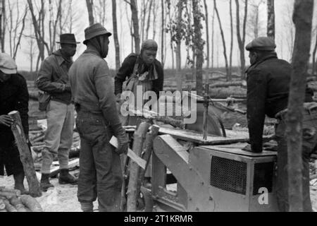 L'Unité de foresterie Honduras britannique en Grande-Bretagne, 1941 Membres de l'Unité de foresterie Honduras britannique scier du bois dans une forêt en Grande-Bretagne. Banque D'Images