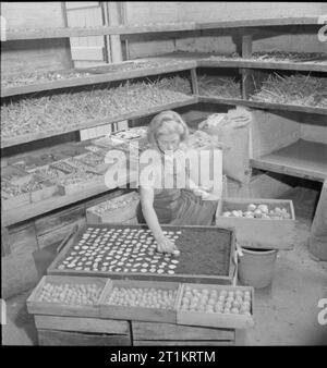 Les jardins de Kew- le travail de Kew Gardens en temps de guerre, Surrey, Angleterre, RU, 1943 dans le cadre d'une expérience demandée par le ministère de l'alimentation, de l'employé à Kew Gardens truies d'éclats ou de tranches de pomme de terre au lieu de pommes de terre de semence. Selon la légende originale, les cultures à l'aide de cette méthode ont été meilleurs que ceux cultivés de façon normale. Banque D'Images