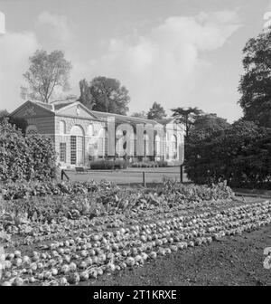 Les jardins de Kew- le travail de Kew Gardens en temps de guerre, Surrey, Angleterre, Royaume-Uni, 1943 Avec l'impressionnante vieille orangerie en toile de fond, les légumes poussent en rangées au soleil sur le modèle spécial à Kew Gardens. L'orangerie appartenaient à la royal garden en 1761 et est maintenant un musée. Banque D'Images