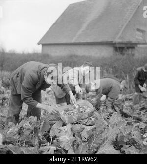 Jardins du Village des écoliers d'alimentation- La production alimentaire à Knighton-sur-teme, Worcestershire, Angleterre, RU, 1943 Les garçons de l'école choisir les légumes qu'ils ont pris dans le cadre de leurs cours à l'école locale à Knighton-on-time. Ces légumes, cultivés dans le jardin de l'école, fournira une partie du repas de midi aujourd'hui. Banque D'Images
