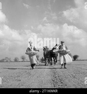 Les travailleurs sur Alston's farm à Uphall, East Anglia, répandre les engrais artificiels à la main en préparation pour la plantation de betteraves à sucre, 1943. Les travailleurs agricoles à M. J. Alston's farm à Uphall, East Anglia, répandre les engrais artificiels à la main en préparation pour la plantation de betteraves à sucre. Suivant le long derrière eux au soleil sont des herses et des rouleaux, qui distribuent l'engrais plus également. Ces engrais chimiques sont utilisés en plus du fumier de ferme qui a déjà été labouré dans le sol, et sont appliquées juste avant les semis ont lieu. Banque D'Images