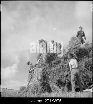 Les bénévoles du service de la jeunesse aident les agriculteurs britanniques - Camp agricole à Nunney Catch, Somerset, Angleterre, Royaume-Uni, 1943 membres des bénévoles du service de la jeunesse au travail transportant du blé du champ à la pile au soleil à Nunney Catch, Somerset. De gauche à droite, il s'agit de Robert Drinkwater (19 ans, un chercheur radio de Willesden), Leslie Write (en haut de la pile, un travailleur de munitions en vacances), Wallace Graham (15 ans, un coppermith de Dartford, Kent) et Frank Gossett (en haut de la pile, également un travailleur de munitions en vacances). Banque D'Images