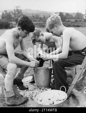 Les bénévoles du service de la jeunesse aident les agriculteurs britanniques- Camp agricole à Nunney Catch, Somerset, Angleterre, Royaume-Uni, 1943 trois garçons des bénévoles du service de la jeunesse épluchent des pommes de terre dans le camp de Nunney Catch, Somerset. Les jeunes membres du Service, pour qui le travail agricole serait trop difficile, font des fatigues de camp. Banque D'Images