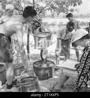 Les Scouts, cueillir des fruits pour la confiture- La vie sur un camp de la cueillette des fruits, près de Cambridge, Angleterre, RU, 1943 Boy Scouts apportent leurs paniers de prunes à peser la cueillette des fruits dans un camp près de Cambridge. Une femme entre dans le poids dans un grand livre. Les échelles ont été mis en place dans l'ombre pommelé du verger de pruniers. Les paniers sont ensuite vidés dans le boisseau-paniers de la jam fabricant avant d'être recueillies par camion. Banque D'Images