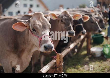 Un groupe de vaches dans le champ Banque D'Images