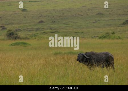 Buffle africain debout dans l'herbe verte de la savane africaine Banque D'Images