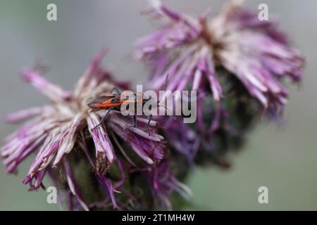 punaise cannelle se nourrissant sur une tête de graine d'herbe à genoux Banque D'Images