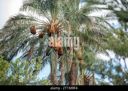 Mezguita, Maroc. 14 octobre 2023. L'illustration montre des dattes de palmiers lors d'une visite au jardin de palmiers de la Palmeraie Mezguita, dans le cadre d'une visite de travail du ministre du développement au Maroc, samedi 14 octobre 2023. BELGA PHOTO JONAS ROOSENS crédit : Belga News Agency/Alamy Live News Banque D'Images