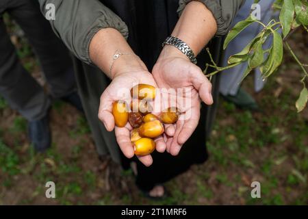 Mezguita, Maroc. 14 octobre 2023. La ministre de la coopération au développement et de la politique métropolitaine Caroline Gennez tient une poignée de dattes de palmiers lors d’une visite au jardin de palmiers de la Palmeraie Mezguita, dans le cadre d’une visite de travail du ministre du développement au Maroc, samedi 14 octobre 2023. BELGA PHOTO JONAS ROOSENS crédit : Belga News Agency/Alamy Live News Banque D'Images