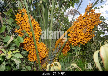 Mezguita, Maroc. 14 octobre 2023. L'illustration montre des dattes de palmiers lors d'une visite au jardin de palmiers de la Palmeraie Mezguita, dans le cadre d'une visite de travail du ministre du développement au Maroc, samedi 14 octobre 2023. BELGA PHOTO JONAS ROOSENS crédit : Belga News Agency/Alamy Live News Banque D'Images