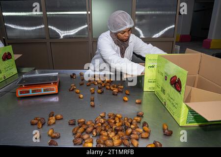 Mezguita, Maroc. 14 octobre 2023. Photo d'illustration prise lors d'une visite de l'unité d'emballage 'Groupement d'Interet Economique' GIE, à Mezguita, dans le cadre d'une visite de travail du Ministre du développement au Maroc, samedi 14 octobre 2023. BELGA PHOTO JONAS ROOSENS crédit : Belga News Agency/Alamy Live News Banque D'Images