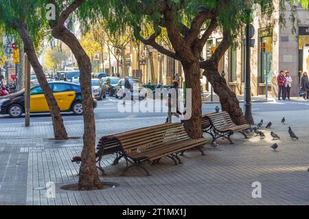 La Rambla de Catalunya, Barcelone, Espagne - 14 décembre 2013 : bancs et arbres à côté de la route très fréquentée. Banque D'Images