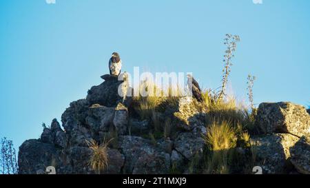 Aigle Buzzard à tête noire, Geranoaetus melanoleucus, prairies des Highlands à Pampa de Achala, parc national de Quebrada del Condorito, Cordoba provincic Banque D'Images