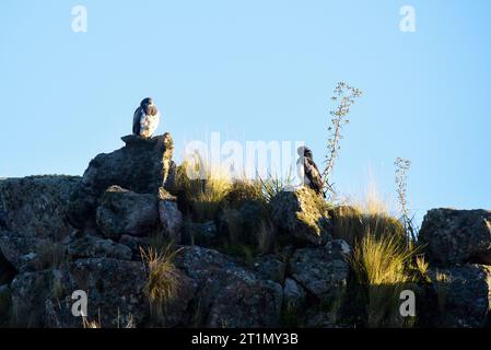 Aigle Buzzard à tête noire, Geranoaetus melanoleucus, prairies des Highlands à Pampa de Achala, parc national de Quebrada del Condorito, Cordoba provincic Banque D'Images