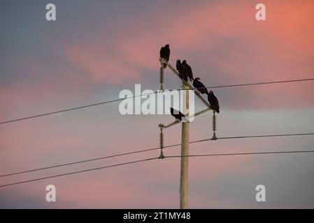 Turquie Vulture (Cathartes aura) Peninsula Valdes – Chubut-Patagonia -Argentine Banque D'Images