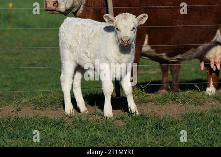 Veau de Shorthorn blanc , dans la campagne Argentine, province de la Pampa, Patagonie, Argentine. Banque D'Images