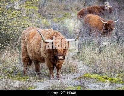 Vache rouge scottish highlander debout près du buisson face à la caméra Banque D'Images