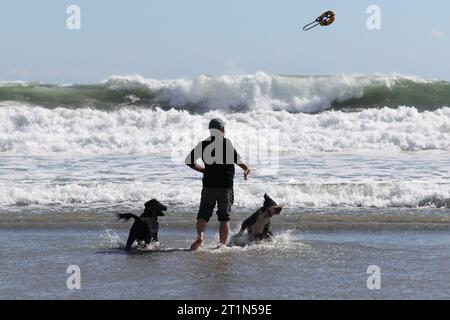 Un homme jetant un jouet pour ses chiens à récupérer sur une plage près de l'océan Banque D'Images
