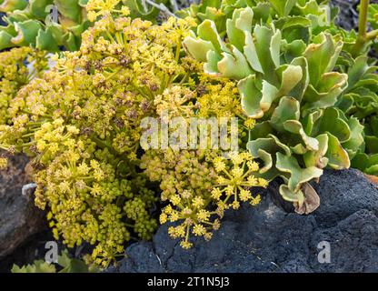 Astydamia latifolia (lechuga de mar, la laitue de mer, servilleta) floraison en mars à Costa del Silencio, Tenerife, Îles Canaries Banque D'Images