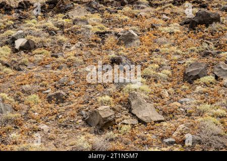 Une section de la falaise massive à Las Puntas, El Hierro, avec l'abondance Astydamia latifolia est allée semer sur l'éboulis à la base de la falaise Banque D'Images