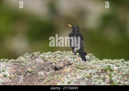 Chiguanco thrush, Turdus chiguanco, prairies des Highlands à Pampa de Achala , Parc national de Quebrada del Condorito, province de Cordoba, Argentine Banque D'Images