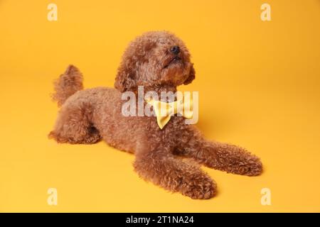 Mignon chien Maltipoo avec noeud papillon jaune sur le cou sur fond orange Banque D'Images