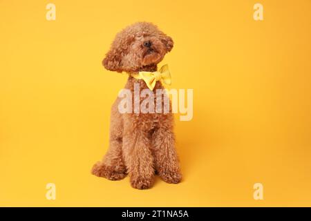 Mignon chien Maltipoo avec noeud papillon jaune sur le cou sur fond orange Banque D'Images