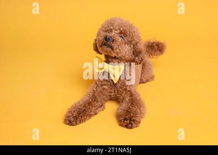 Mignon chien Maltipoo avec noeud papillon jaune sur le cou sur fond orange Banque D'Images