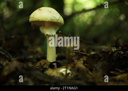 Un champignon toxique poussant parmi les feuilles tombées dans la forêt, gros plan. Espace pour le texte Banque D'Images