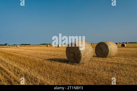 Farm Hay Field & Hay Bales  Tyne Valley, Île-du-Prince-Édouard, CAN Banque D'Images