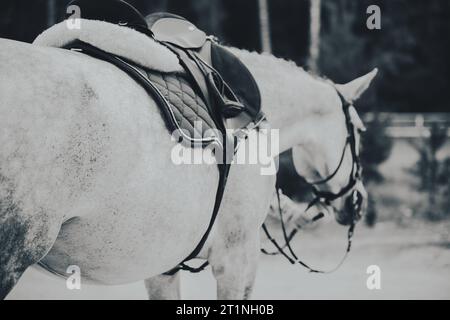 La photographie en noir et blanc représente un cheval gris orné d'une selle, d'étriers et d'une bride. L'image met en valeur le sport de l'équitation. Banque D'Images