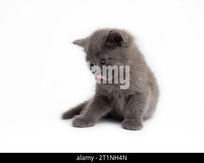Mignon chaton gris avec fourrure moelleuse sur fond isolé blanc Banque D'Images
