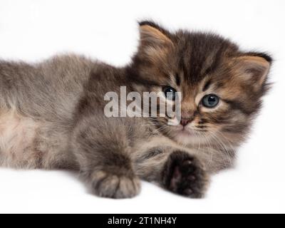 Mignon chaton tabby avec fourrure moelleuse sur fond isolé blanc Banque D'Images