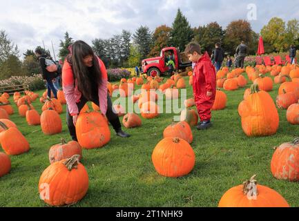 Vancouver, Canada. 14 octobre 2023. Des résidents visitent une parcelle de citrouille à Richmond, Colombie-Britannique, Canada, le 14 octobre 2023. La visite de la citrouille est une tradition annuelle très appréciée, car les gens affluent dans les fermes pour cueillir leurs citrouilles préférées, célébrant la saison des récoltes abondantes. Crédit : Liang Sen/Xinhua/Alamy Live News Banque D'Images