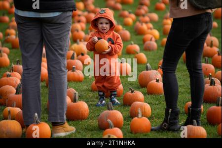 Vancouver, Canada. 14 octobre 2023. Un enfant porte une petite citrouille lors d’une visite dans une parcelle de citrouille à Richmond, Colombie-Britannique, Canada, le 14 octobre 2023. La visite de la citrouille est une tradition annuelle très appréciée, car les gens affluent dans les fermes pour cueillir leurs citrouilles préférées, célébrant la saison des récoltes abondantes. Crédit : Liang Sen/Xinhua/Alamy Live News Banque D'Images