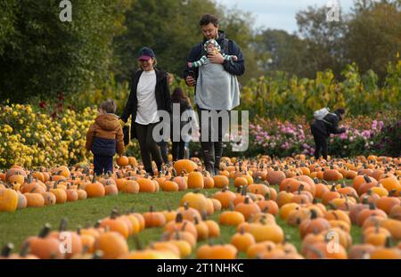 Vancouver, Canada. 14 octobre 2023. Des résidents visitent une parcelle de citrouille à Richmond, Colombie-Britannique, Canada, le 14 octobre 2023. La visite de la citrouille est une tradition annuelle très appréciée, car les gens affluent dans les fermes pour cueillir leurs citrouilles préférées, célébrant la saison des récoltes abondantes. Crédit : Liang Sen/Xinhua/Alamy Live News Banque D'Images