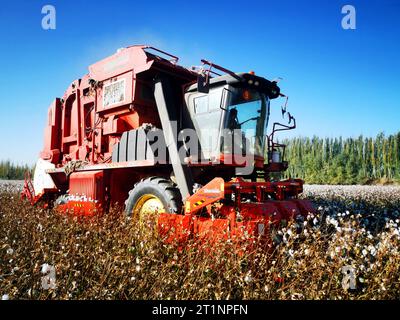 AKSU, CHINE - 15 OCTOBRE 2023 - Un agriculteur conduit un cueilleur de coton pour récolter du coton dans un champ de la ville d'Aksu, région autonome ouïgour du Xinjiang, en Chine, O. Banque D'Images