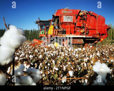 AKSU, CHINE - 15 OCTOBRE 2023 - Un agriculteur conduit un cueilleur de coton pour récolter du coton dans un champ de la ville d'Aksu, région autonome ouïgour du Xinjiang, en Chine, O. Banque D'Images