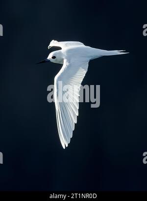 Indo-pacific White Tern (Gygis (alba) candida) en vol au large de l'île Norfolk, en Australie. Banque D'Images