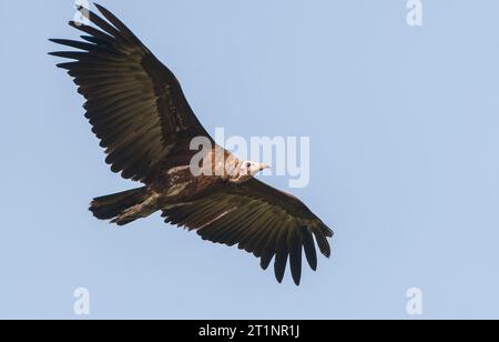 Vautour à capuche (Necrosyrtes monachus) en danger critique d'extinction en Gambie. Banque D'Images