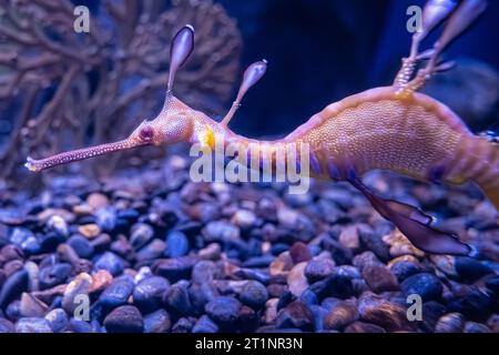 Les mauvaises herbes (sea dragon : Phyllopteryx taeniolatus) à l'Aquarium de Géorgie dans le centre-ville d'Atlanta, Géorgie. (USA) Banque D'Images