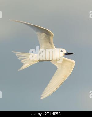 Indo-pacific White Tern (Gygis (alba) candida) en vol au large de l'île Norfolk, en Australie. Banque D'Images