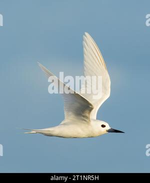 Indo-pacific White Tern (Gygis (alba) candida) en vol au large de l'île Norfolk, en Australie. Banque D'Images