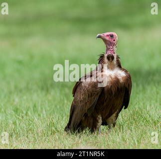 Vautour à capuche (Necrosyrtes monachus) en danger critique d'extinction en Gambie. Banque D'Images