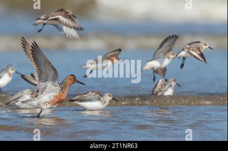 Sumer plumé Red Knots, Calidris canutus, sur la plage de la mer du Nord de Katwijk, pays-Bas. Avec Sanderlings. Banque D'Images