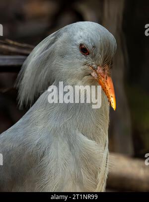 Kagu (Rhynochetos jubatus) au Parc territorial de la Rivière Bleue, Nouvelle-Calédonie. Endémique et en voie de disparition. Banque D'Images