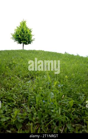 arbre solitaire au sommet d'une colline, isolé Banque D'Images