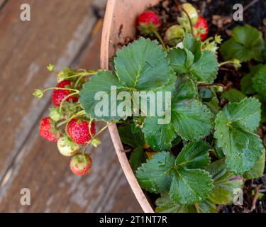 Fraises qui poussent et mûrissent dans un pot, suspendus sur le côté, jardin australien Banque D'Images