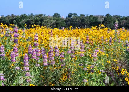 Des fleurs sauvages printanières colorées couvraient le bord de la route et les espaces publics à Austin, Texas, Amérique. Banque D'Images